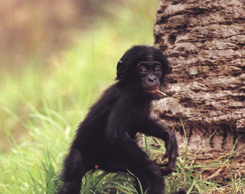 photograph of a young bonobo