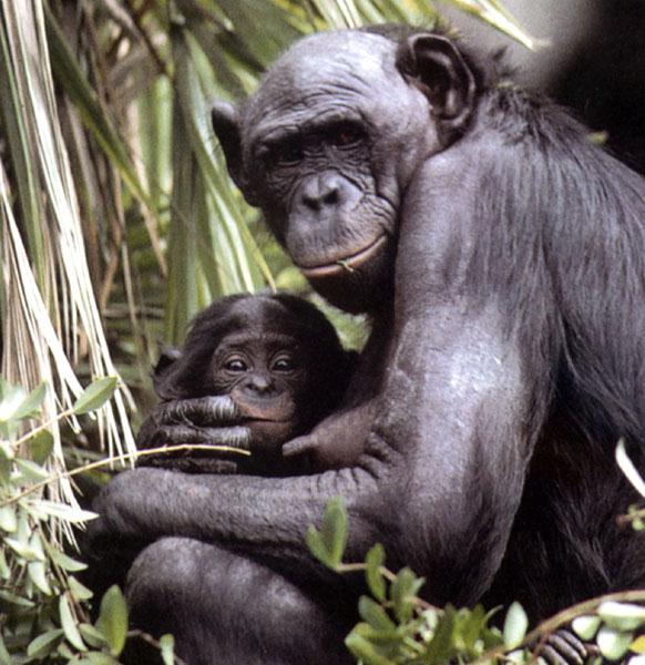 Bonobo Photos