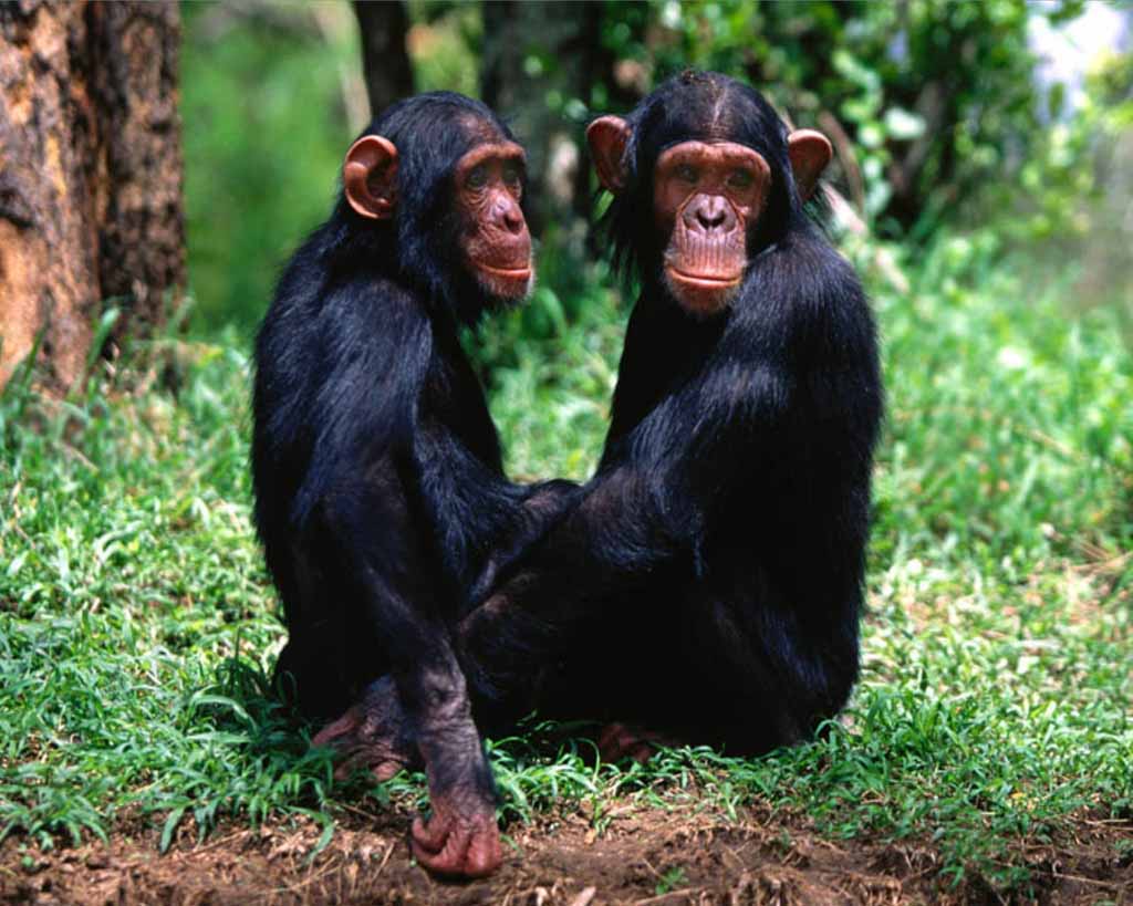 picture of a pair of chimpanzees