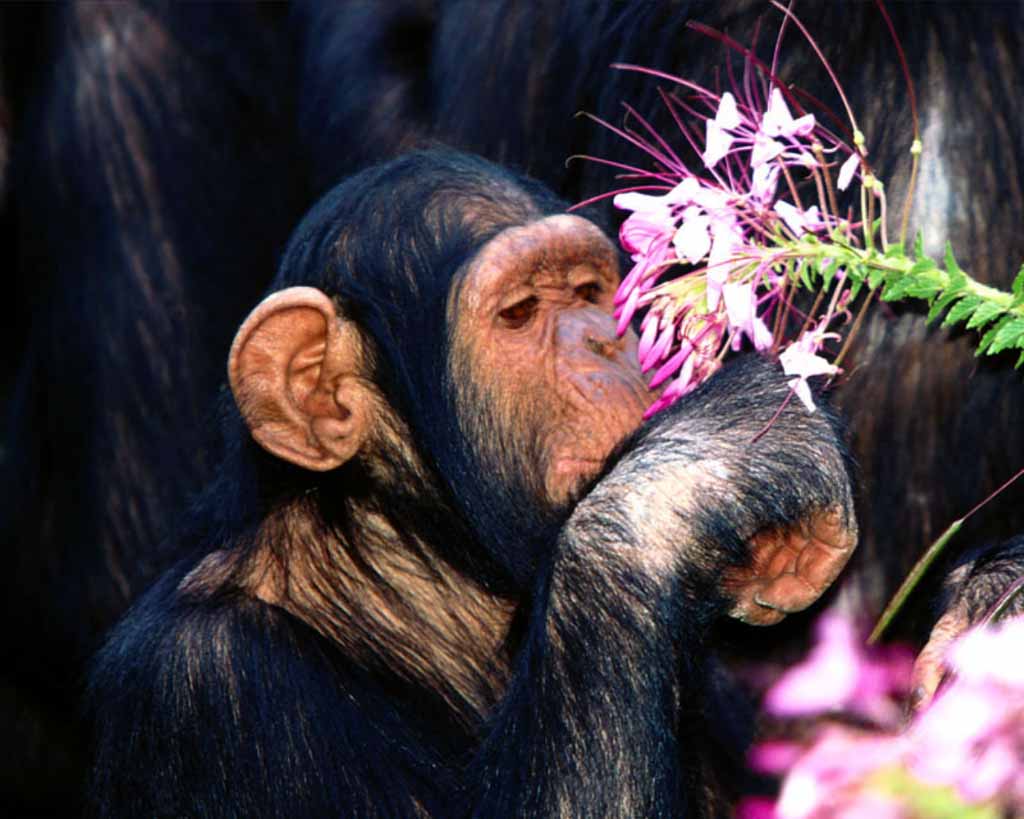 picture of a chimpanzee sniffing flower