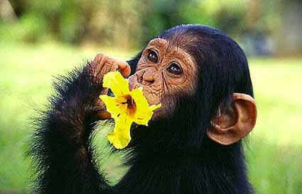 chimpanzees prey