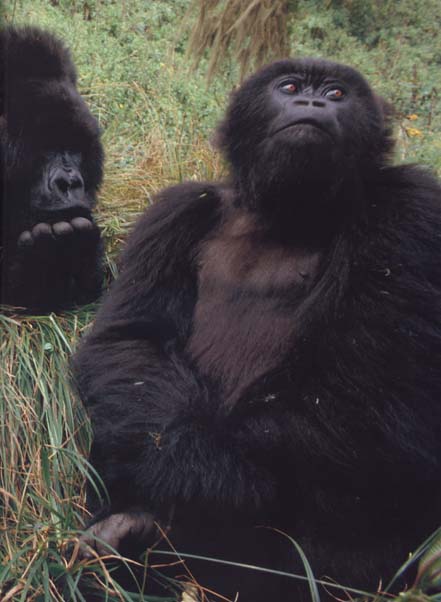 photograph of thoughtful gorillas