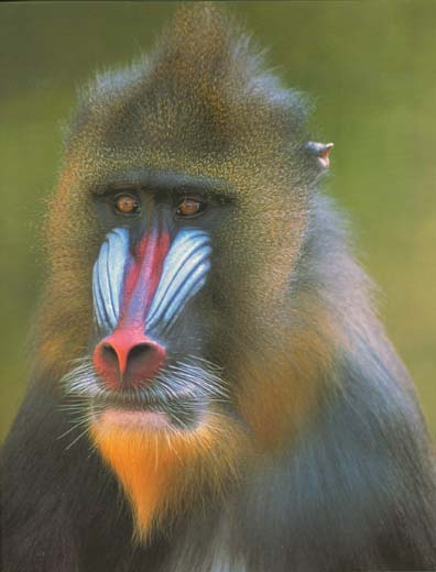 photograph of a mandrill : Papio sphinx 