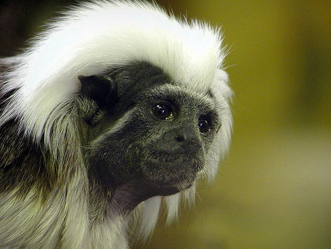 photograph of a tamarin monkey 