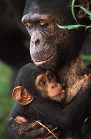 photograph of chimpanzee