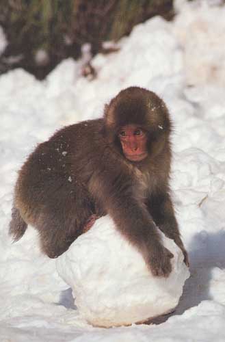 monkeys with snowballs