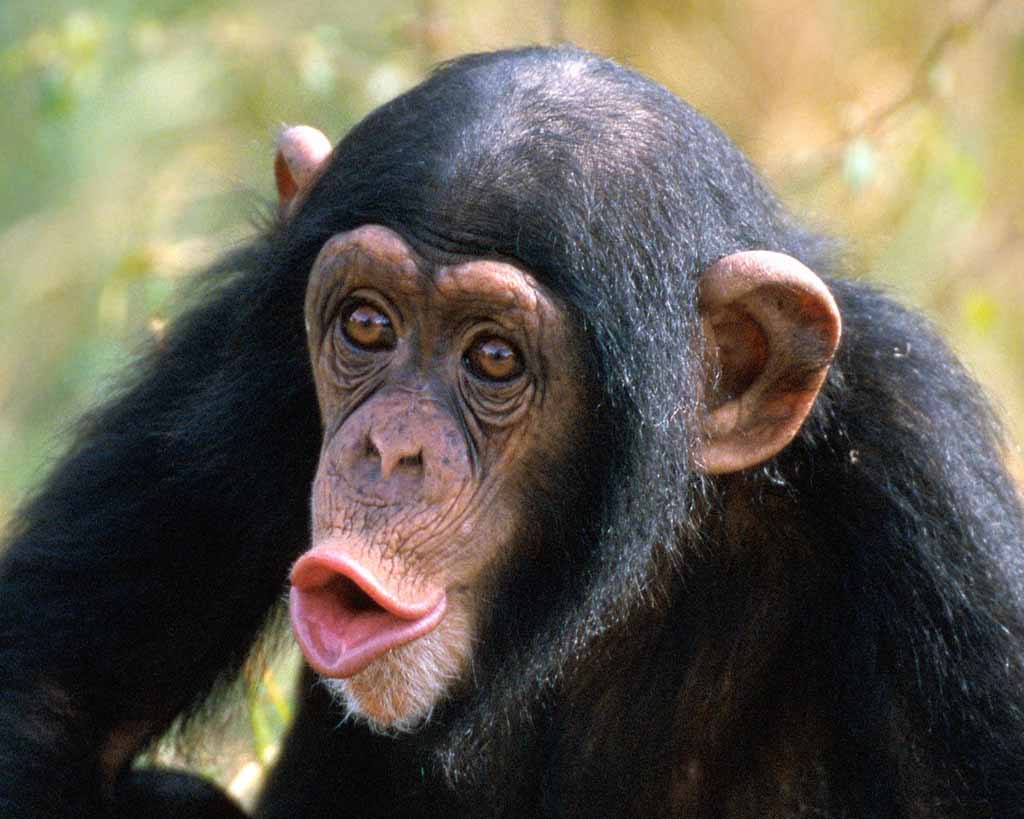 the great chimpanzee war